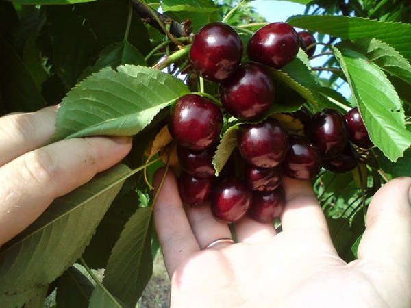 fruta de cereza columnar