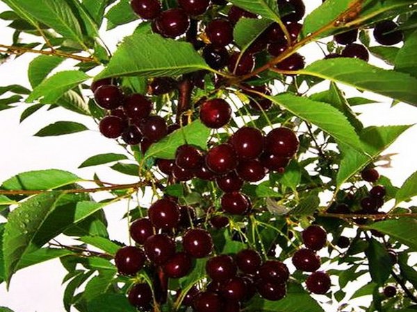 branch of columnar cherry