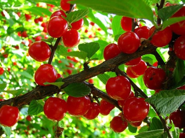 meteoro de cereza