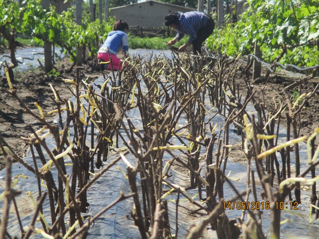 plantation de raisins