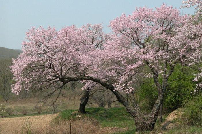 apricot manchu