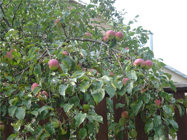 Persian apple tree