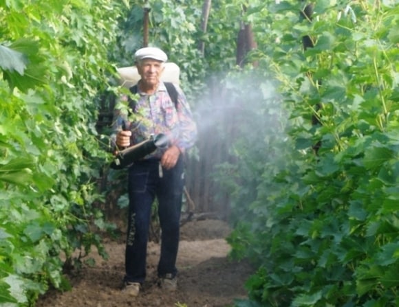 grape processing