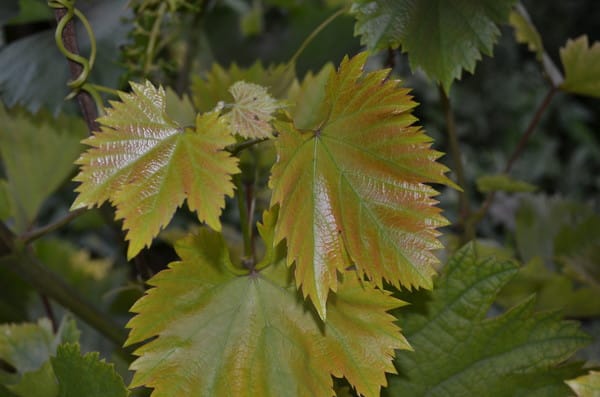 leaves turn yellow