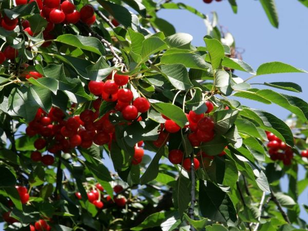 cherry branches