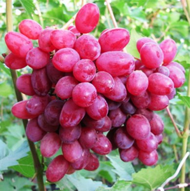 Uvas Sofia