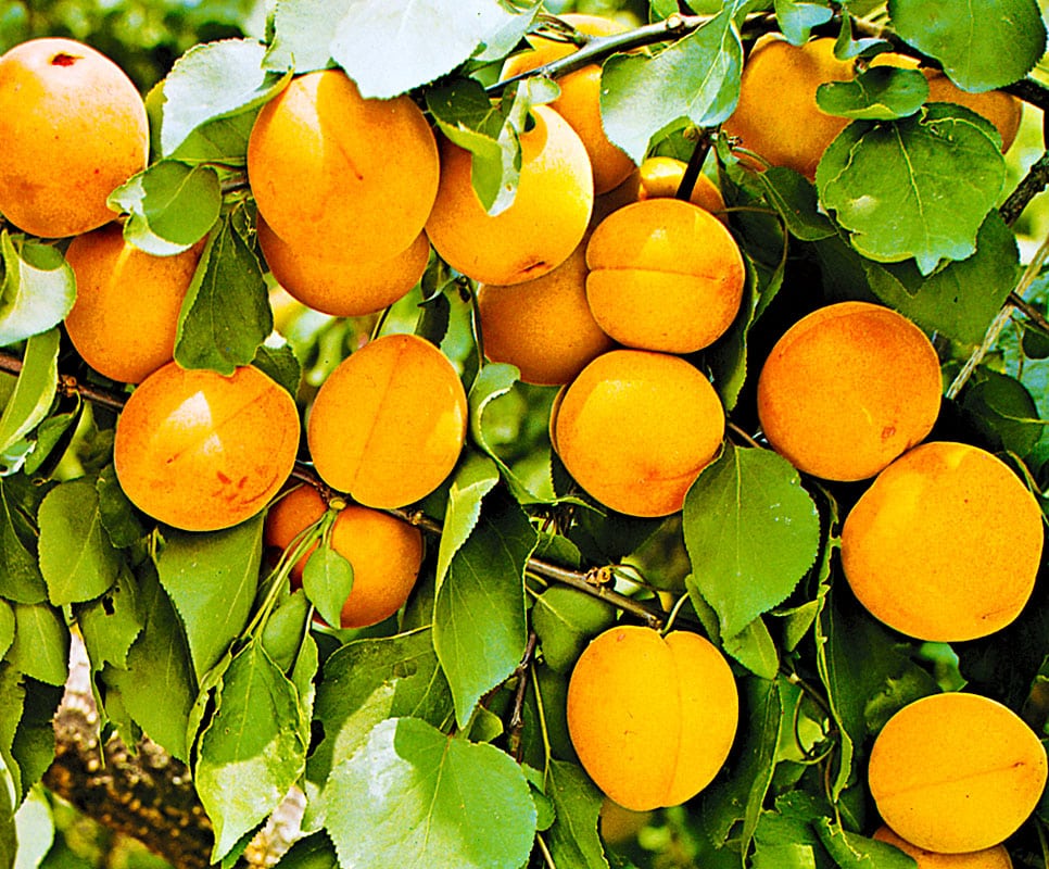 royal apricot