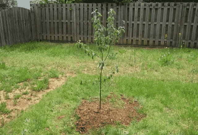 planting an apple tree