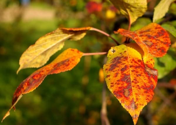 Columnar apple yellowing