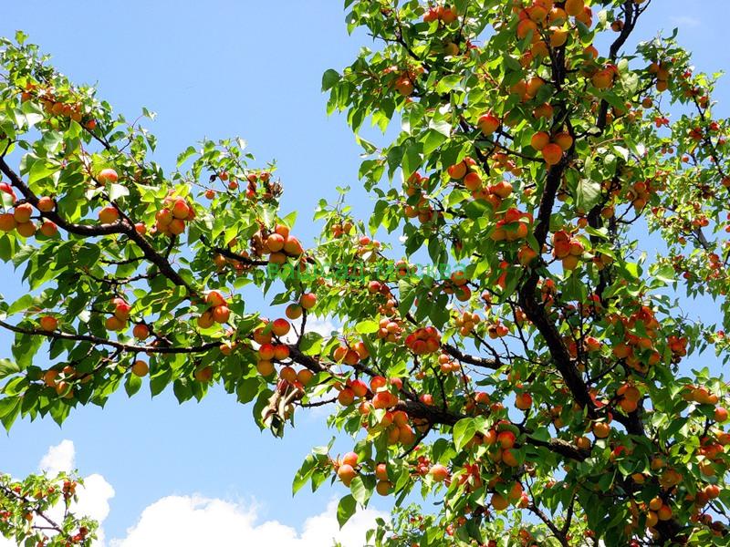 dessert apricot