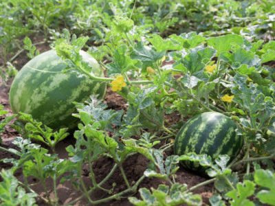 ripe watermelons