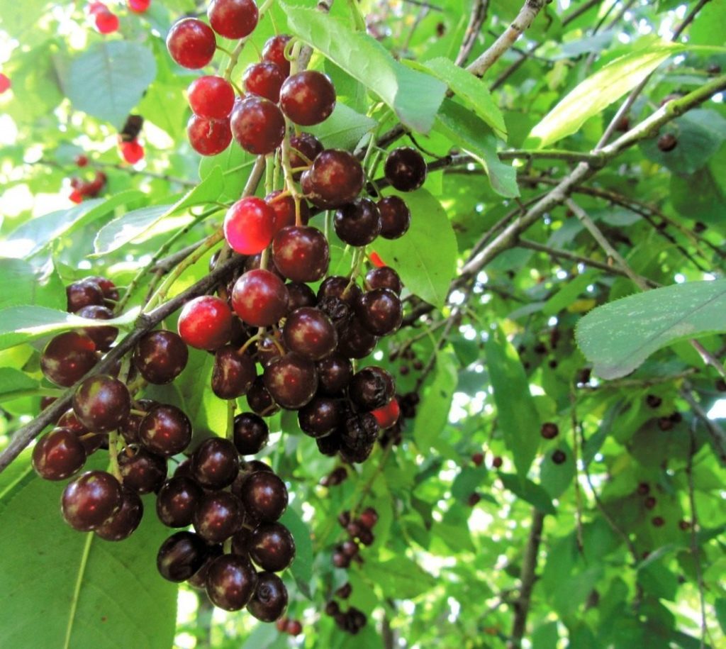 híbrido de cereza y grosella