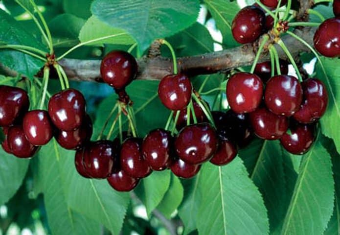 bird cherry