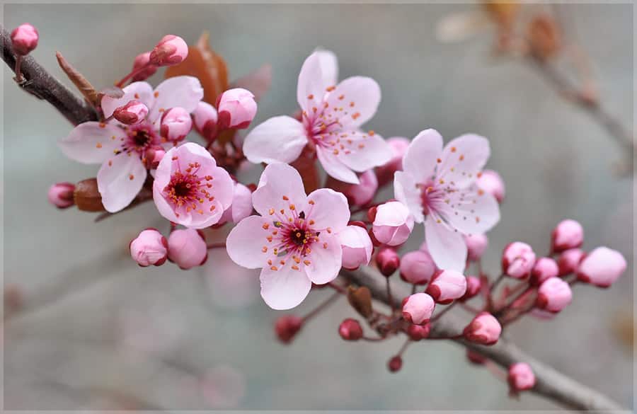 albaricoque en flor