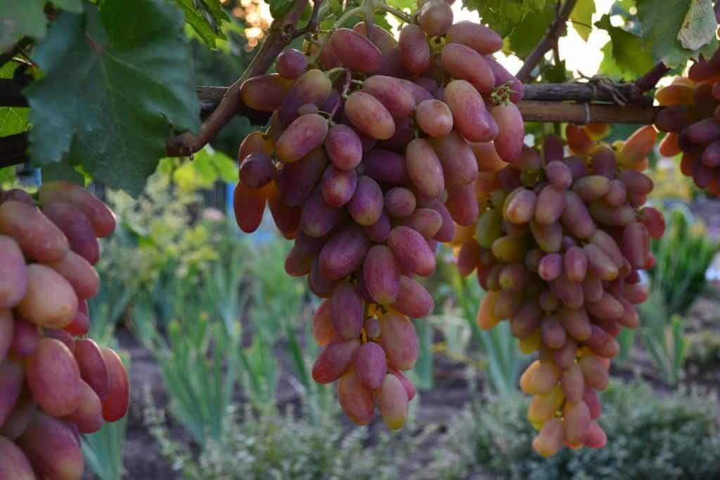 grape transformation