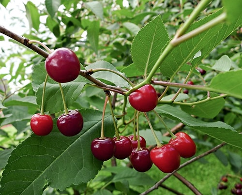 cereza de postre helado