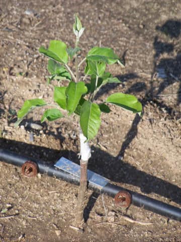 cherry tree