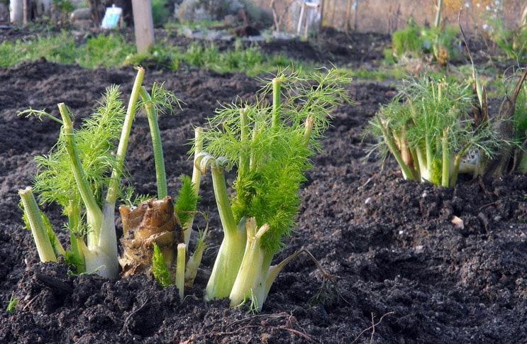 fennel care