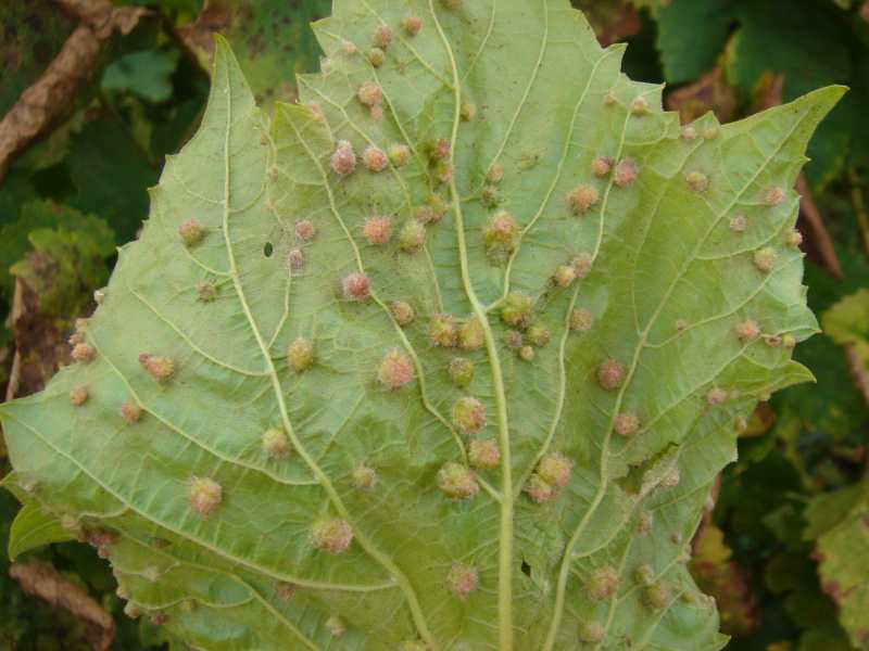 Leaf damage by cicadas