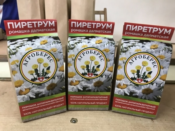 Infuze pyrethrum