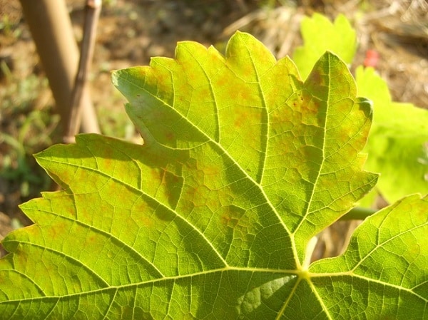 les feuilles de vigne jaunissent