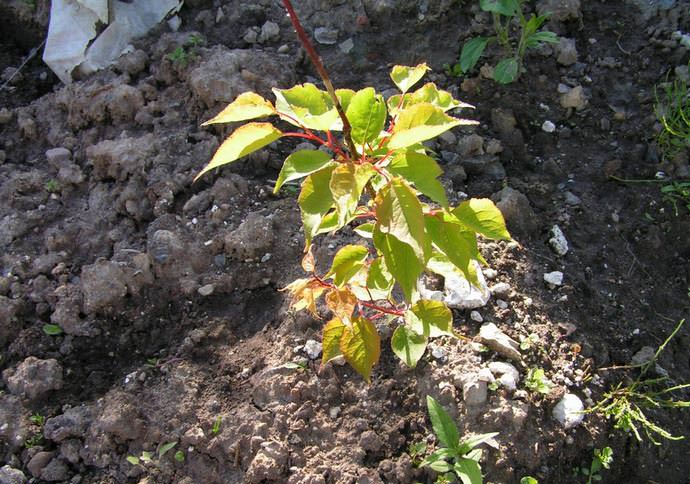 albaricoque plantado