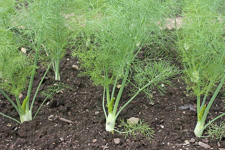 plantation de fenouil