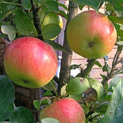 monnaie de pomme en colonne