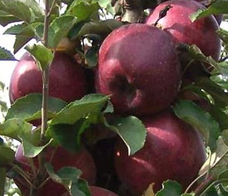 pomme Kubanskoe_bagryanoe