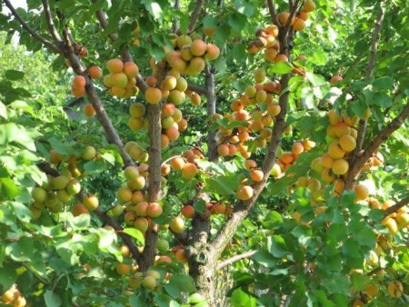 apricot tree