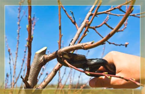 pruning apricots