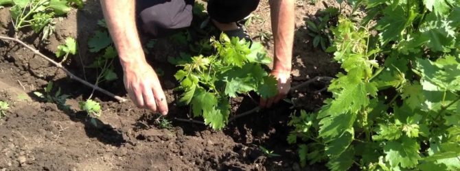 grape transplant