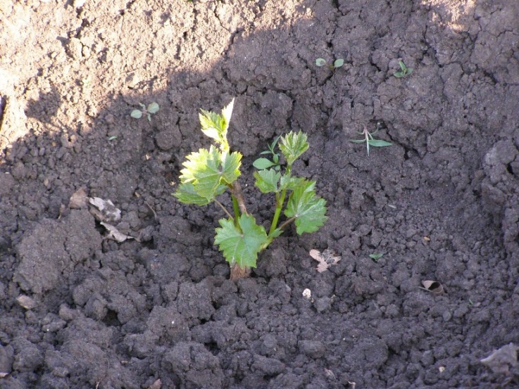 grapes grow poorly