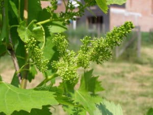 En quelle année après la plantation des plants, les raisins portent des fruits, quand commence la première récolte