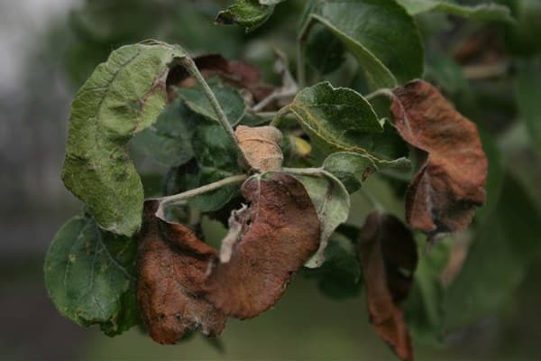 torsion et chute de feuilles de pommier