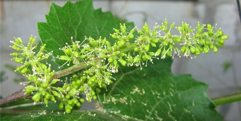 ripening of grapes