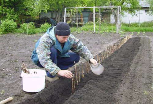 planting grapes