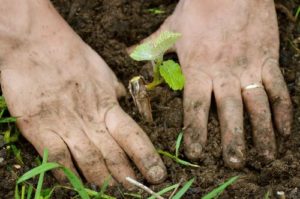 Règles de plantation, de culture et d'entretien du raisin dans l'Oural en été pour les débutants