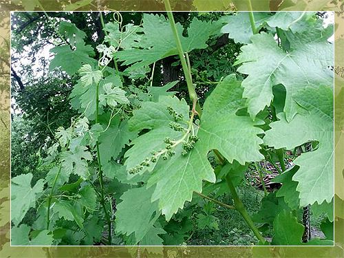 ripening of grapes