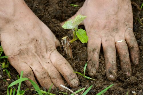 planting grapes