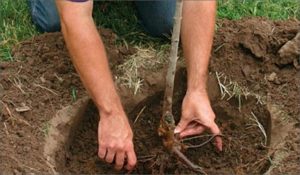 Comment planter correctement les semis de cerisier au printemps, en été et en automne, règles d'entretien