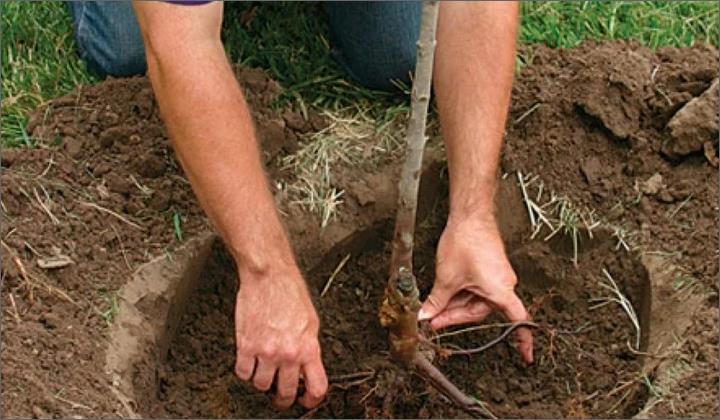 planter des cerises