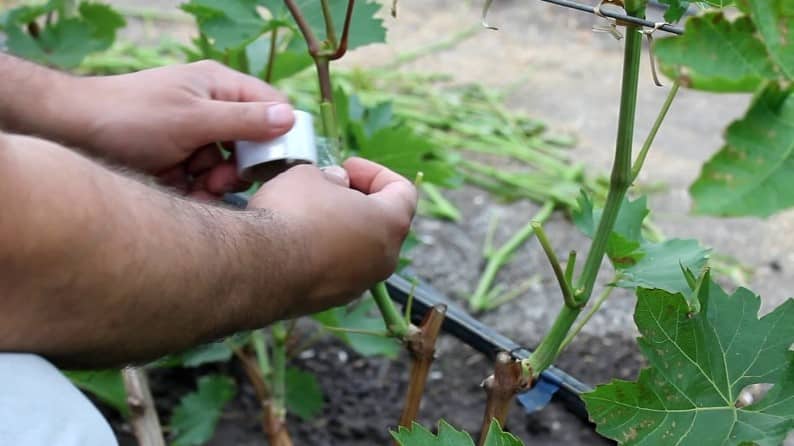 grape grafting