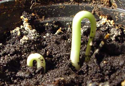 cherry seedlings