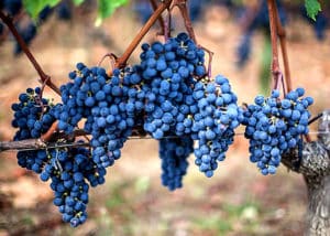 Description and characteristics of Merlot grapes, its advantages and disadvantages