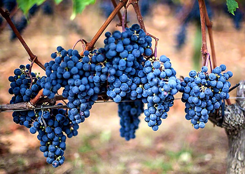 merlot grapes