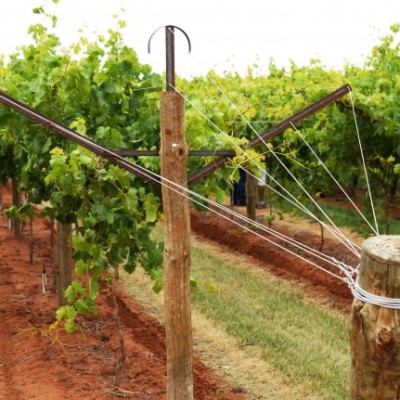 trellis for grapes