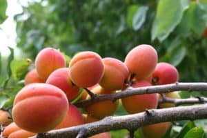 Características de la variedad de albaricoque Champion of the North, descripción de frutos y resistencia a las heladas