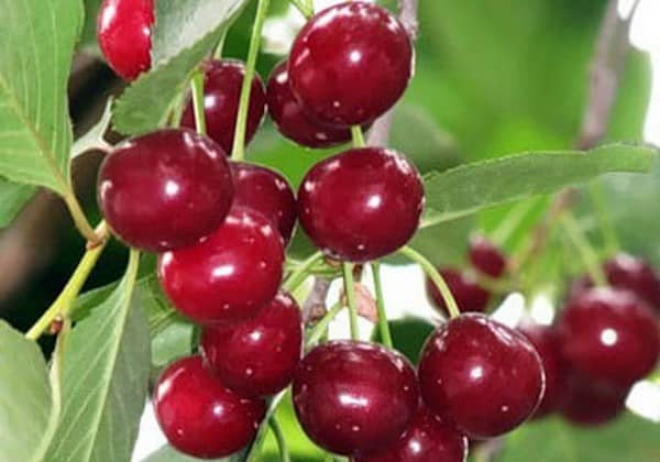 Moscow griot cherry