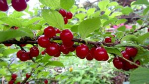 Características de la variedad de cereza de fieltro Natalie, descripción del rendimiento y resistencia a enfermedades